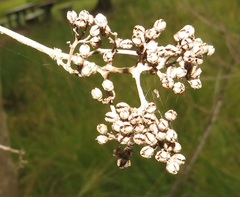 Heteropyxis natalensis