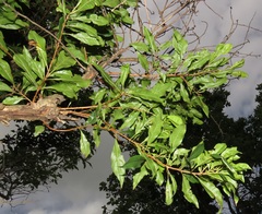 Heteropyxis natalensis