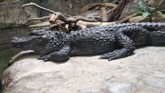 Alligator sinensis