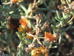 Delosperma testaceum