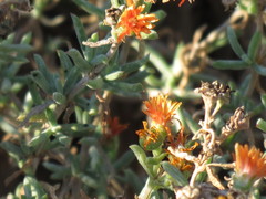 Delosperma testaceum