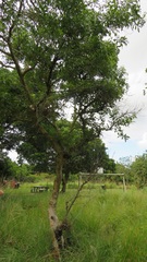 Heteropyxis natalensis