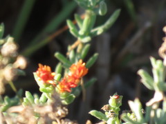 Delosperma testaceum