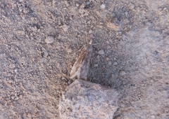 Cornifrons ulceratalis