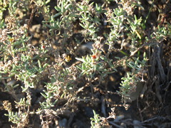 Delosperma testaceum