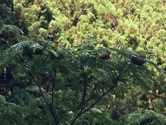 Zanthoxylum ailanthoides ailanthoides