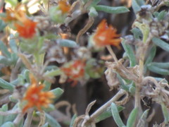 Delosperma testaceum