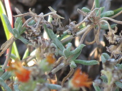 Delosperma testaceum