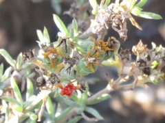 Delosperma testaceum
