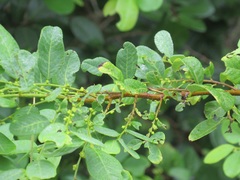 Bridelia cathartica