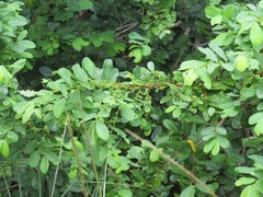 Bridelia cathartica