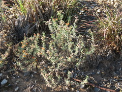 Delosperma testaceum