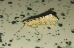 Cornifrons ulceratalis