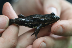 Lithobates virgatipes