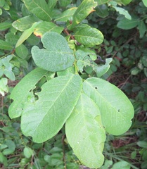 Bridelia cathartica