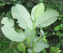 Bridelia cathartica