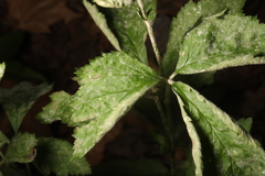 Podosphaera macularis