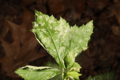 Podosphaera macularis