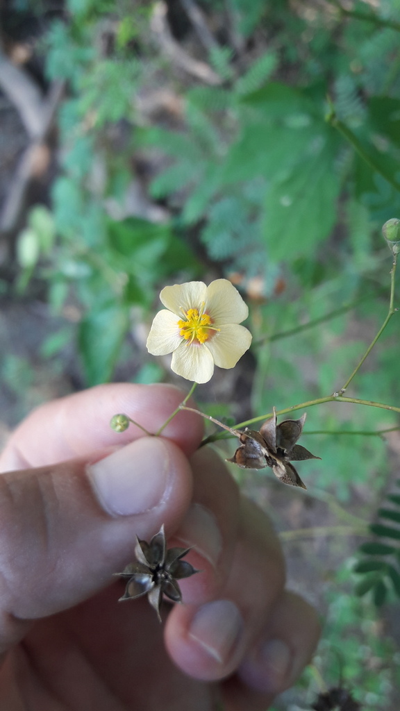 Wissadula periplocifolia