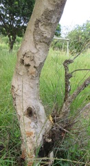 Heteropyxis natalensis