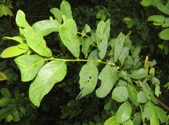 Bridelia cathartica