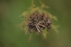 Bembecia ichneumoniformis