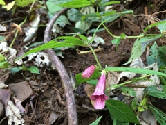 Chelonopsis moschata