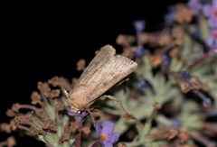 Hoplodrina octogenaria