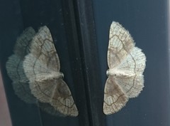 Stegania trimaculata