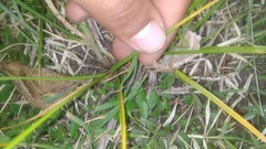 Carex bonariensis
