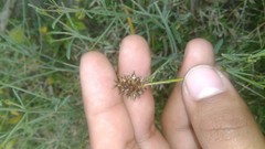 Carex bonariensis