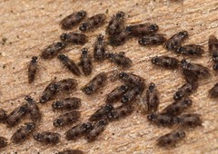 Peripsocus milleri