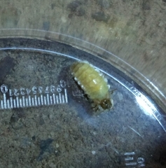 Lamprohiza splendidula