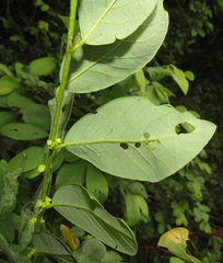 Bridelia cathartica