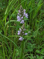 Dactylorhiza fuchsii