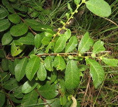 Bridelia cathartica