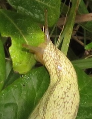 Elisolimax flavescens