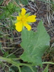 Potentilla pulcherrima