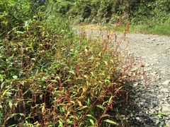 Persicaria pubescens