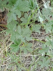 Potentilla pulcherrima
