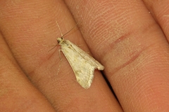 Cornifrons ulceratalis