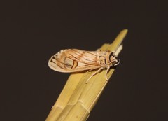 Aphyle abdominalis