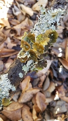 Parmotrema submarginale