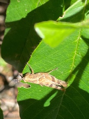 Orthoptera