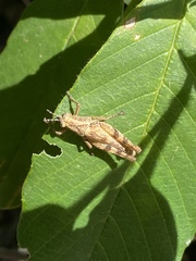 Orthoptera