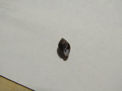 Ellobiidae
