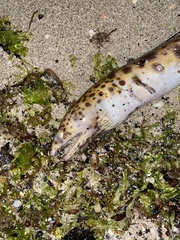 Mustachioed Snake Eel photo 2