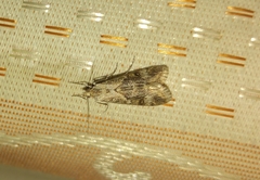 Cornifrons ulceratalis