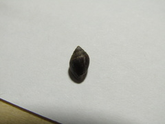 Ellobiidae