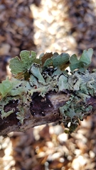 Parmotrema submarginale